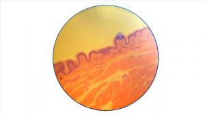 Эпителиальные ткани -8: Переходный эпителий мочевого пузыря