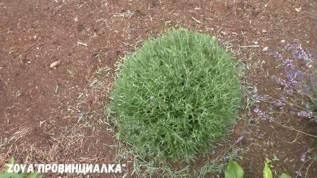 ЛАВАНДА/ Летняя обрезка/ Как сделать букет из ЛАВАНДЫ/#деревня #lavande #цветы #лето #обрезкацветов