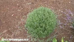 ЛАВАНДА/ Летняя обрезка/ Как сделать букет из ЛАВАНДЫ/#деревня #lavande #цветы #лето #обрезкацветов