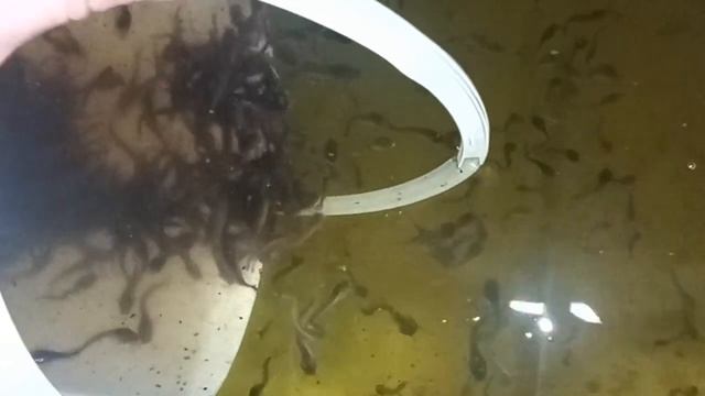 Запускаем малька клариевого сома в УЗВ-моноблок