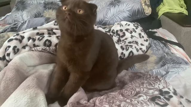 Шотландский вислоухий котёнок шоколадного окраса
