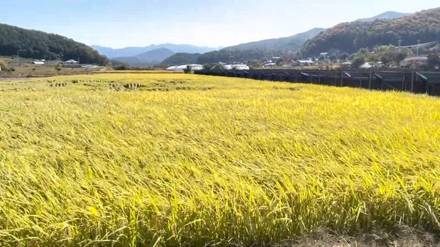 Южная Корея.?Деревенька/Субботний день/Гуляем в деревне по новым местам/Про наших собак смотреть онлайн