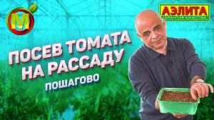 Сроки посева томата на рассаду: СОВЕТУЕМ ДЕЛАТЬ ТАК