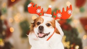 Кто-то счастье ждёт...кто-то в сказку верит... Вот и новый год к нам стучится в двери...