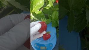 Красавица Азия. Обзор клубники короткого светового дня сорта.