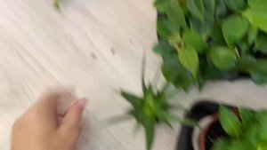 Комнатные цветы на продажу. Почтой. Декабрь.