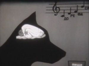 Физиология человека. Гипноз