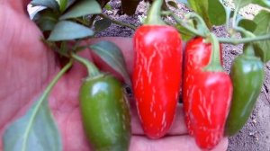 Jalapeno Early, Халапеньо ранний, сорт острого перца