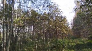 Лесной участок в д. Лужное