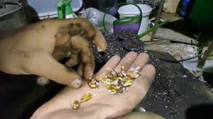 выращивание фисташки зимостойкой (таджикской)