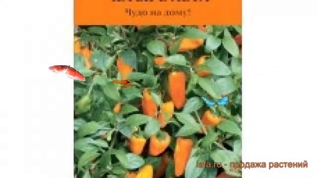 Перец острый Золотничок (zolotnichok Zolotnichok) ? обзор: как сажать, семена перца Золотничок