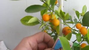 Выращивание каламондина без секретов