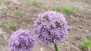 Allium Globemaster, one of the largest Allium flowers / flowerheads among ornamental onions