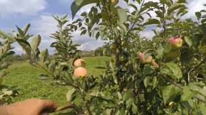 Apple Piros. Пирос, один из лучших позднелетних сортов яблони в условиях севера Беларуси.