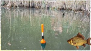 Как выбрать лучший день для рыбалки на карася? От чего зависит клев карася?