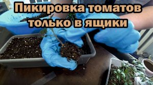 Пикирую рассаду помидоров в ящики