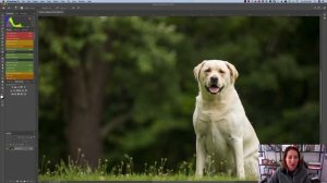 Editing a White Dog in Green Grass in Lightroom and Photoshop