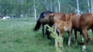 Табун лошадей на Алтае / Кони в Горном Алтае / Лошади пасутся / Табун коней / Отдых с лошадьми