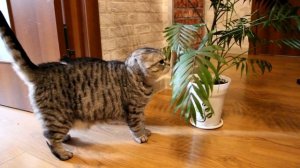 Хамедорея - самая неприхотливая пальма. [Надежда и мир]