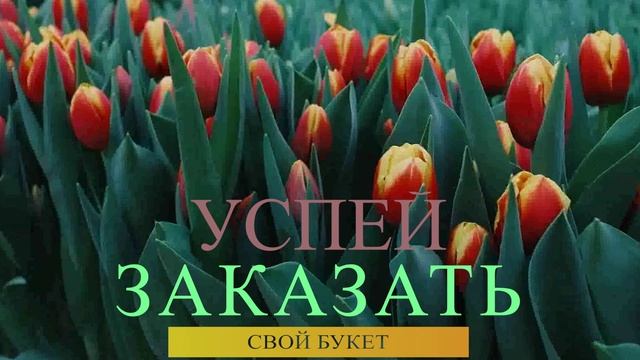 тюльпан1