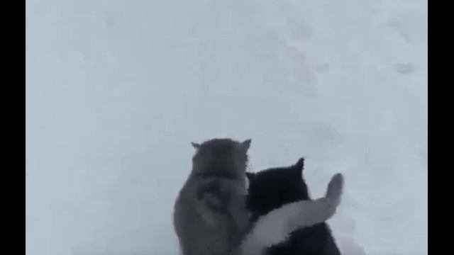 Вместе весело шагать...