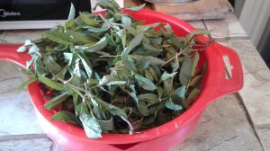 Заморозка крапивы и мяты на зиму кулинарный рецепт.