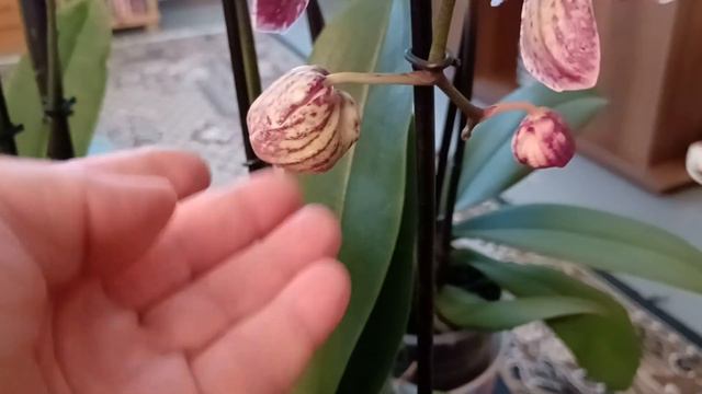 7 декабря 2023 г. Орхидеи цветущие на данный момент 🥰🌺 смотреть онлайн