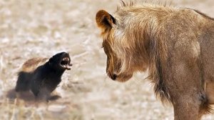 ТОП 10 самых интересных фактов о МЕДОЕДАХ