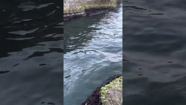 Мучение емес Лечение