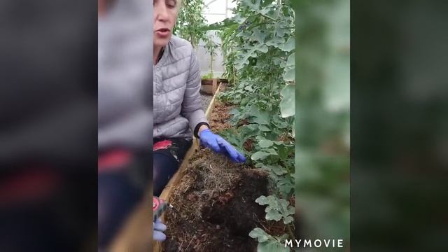 Подготовка почвы для арбузов