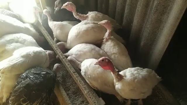 Всё про индюков. Как кормить? Растить? Содержать смотреть онлайн