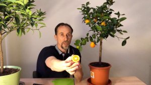 Фортунелла Обовата. Взрыв вкуса.