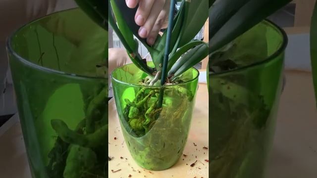 Посадка Орхидеи Дикий кот