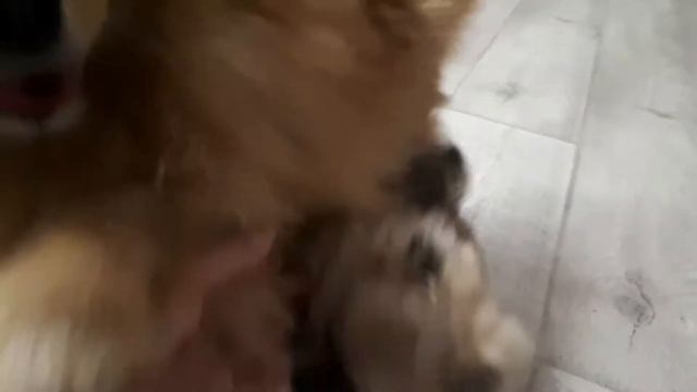 Мама и дочь. Девочка породы шпиц. смотреть онлайн