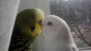 Милые волнистые попугайчики