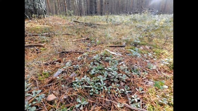 Кошачья лапка двудомная - рассказываем о выращивании на загородном участке.