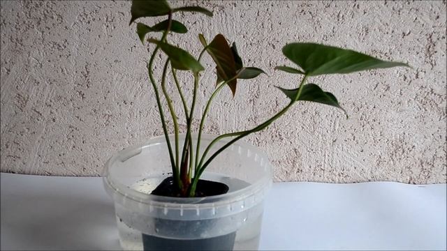 Полив антуриума методом погружения в емкость с водой смотреть онлайн