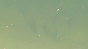 рыба пелядь в Московской области