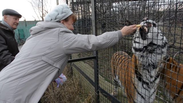Проворный кот Рыжик смотреть онлайн