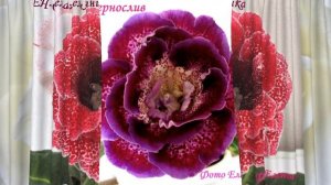 Очень красивые сорта махровых глоксиний. Любимые глоксинии из коллекции Елены В.