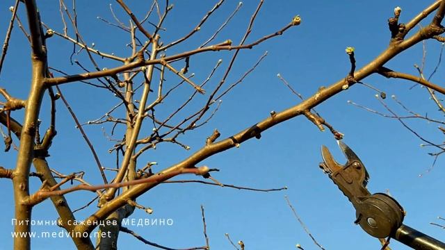 Промышленная обрезка сада на карликовых подвоях