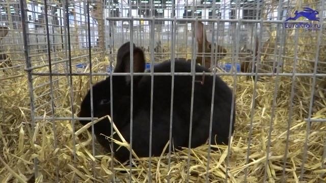 Новозеландский чёрный кролик — Голландия