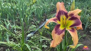 Лилейники Ворошиловой А.Б. Часть 7 / Сад Ворошиловой