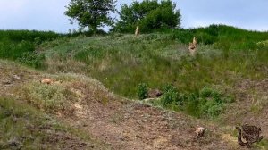 Пушистая банда и пушистые партизаны