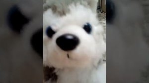 Как определить пол ёжика