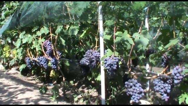 Виноград Подарок Несветая - урожайный и устойчивый смотреть онлайн