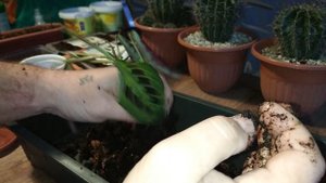 спасение маранты триколор #маранта #личуза