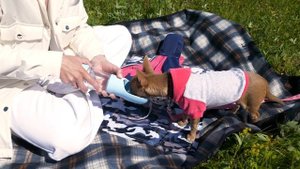 Перевозка собак в машине. Как правильно и без стресса путешествовать с питомцем?