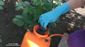 ЭФФЕКТИВНЫЙ СПОСОБ БОРЬБЫ С КОЛОРАДСКИМ ЖУКОМ БЕЗ ЯДОХИМИКАТОВ