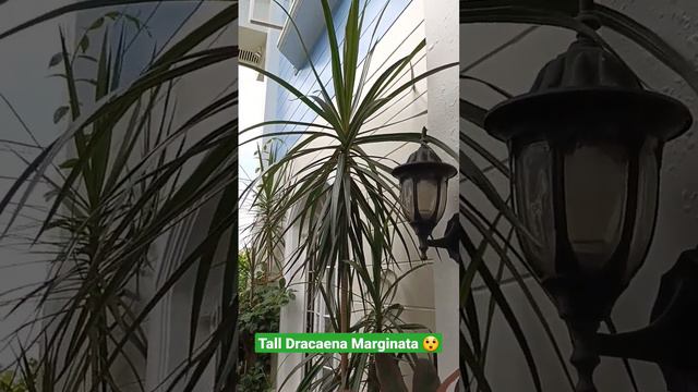 Tall Dracaena Marginata 🌴🙂